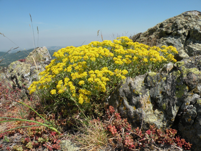 Piani di gestione dei siti Natura 2000 Sassi Neri – Pietra Corva e Le Torraie – Monte Lesima